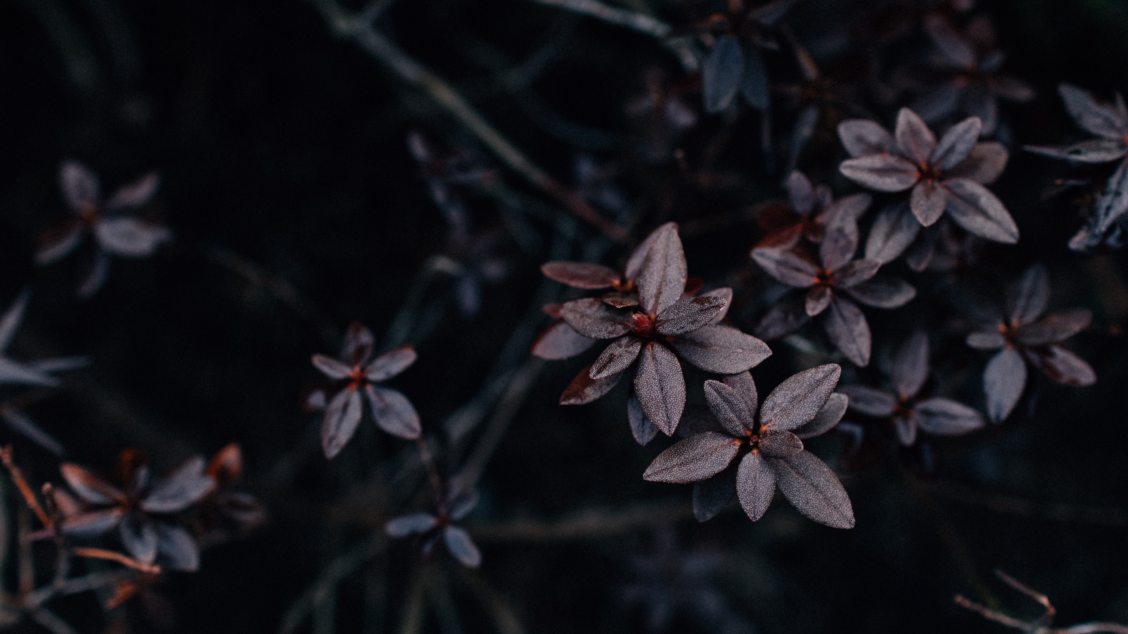 The meme is a darkly humorous image of a plant with extremely small, almost non-existent leaves, implying that it's struggling to survive. The image is captioned "I'm not lazy, I'm just conserving energy".